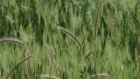 Ears of wheat blowing in the wind  Stock Footage 196170165