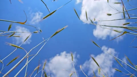 Ears of wheat blowing in the wind with a sky and cloud background. Slow-mot.. Video stock 277342716