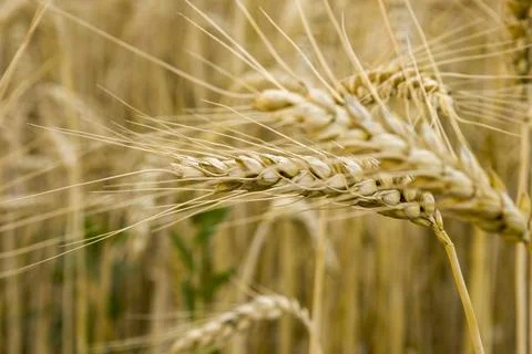 Ears of wheat. Blurred background. Stock Photos