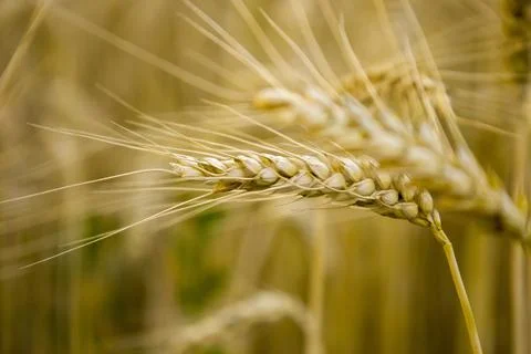 Ears of wheat. Blurred background. Stock Photos