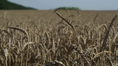 Ears of wheat on the boundless wheat fields Stock Footage 74448013