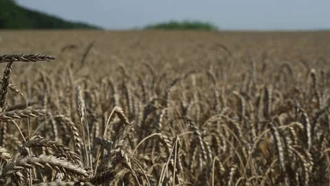 The ears of wheat on the boundless wheat fields Stock Footage 74448254