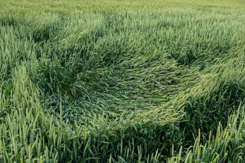 Ears of wheat broken by the wind Stock Photos