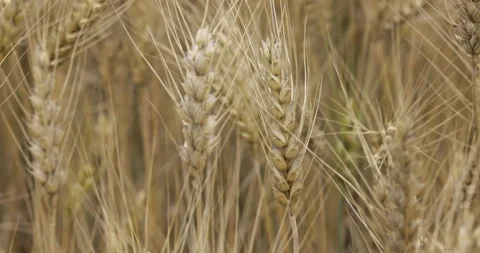 Ears of wheat brushed by the summer wind, 4K slomo Stock Footage 222195853