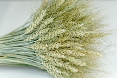 Ears of wheat in a bundle Stock Photos