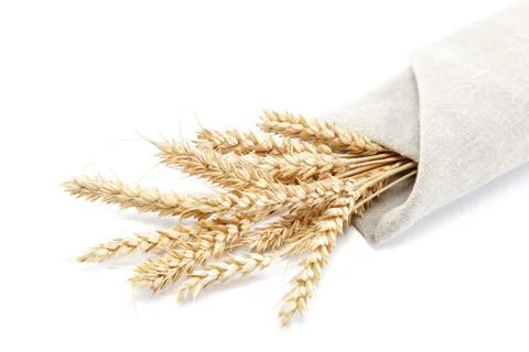 Ears of wheat in the canvas. isolated on white background. Stock Photos