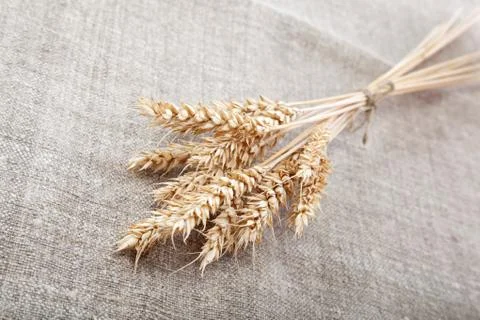 Ears of wheat on the canvas. Stock Photos