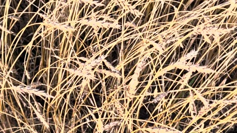 Ears of wheat on a clear day against a blue sky	 Stock Footage 285149433