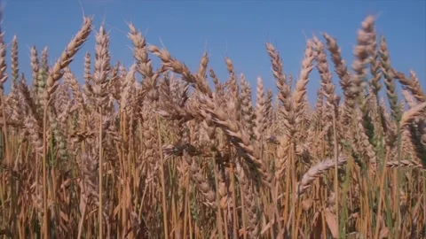 Ears of wheat close up against the blue sky Stock Footage 160397608