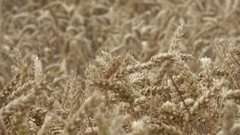 Ears of wheat close up. Background of ripening ears of meadow wheat field. Stock Footage 79034861