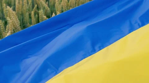 Ears of wheat close-up covered with the Ukrainian flag. Stop war flag in Ukraine Stock Footage 202045530