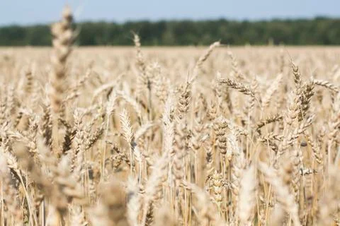 Ears of wheat in a close-up field 写真素材