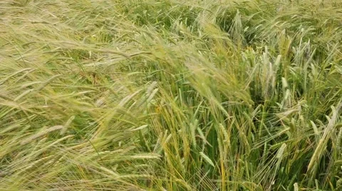 Ears of wheat close-up in a field in rural areas. Stock Footage 52877792