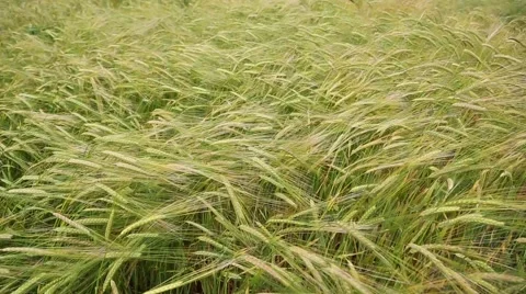 Ears of wheat close-up in a field in rural areas. Stock Footage 52878061