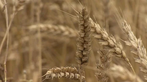 Ears of wheat close up 스톡 동영상 39659568