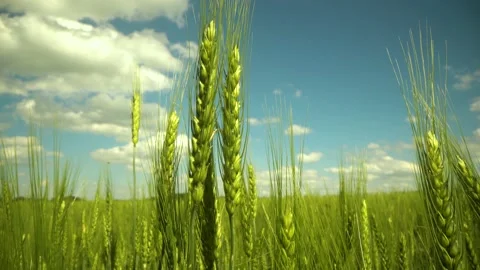 Ears of wheat close up. Growing Wheat field in sunset. Field of green raw wheat Stock Footage 155644776