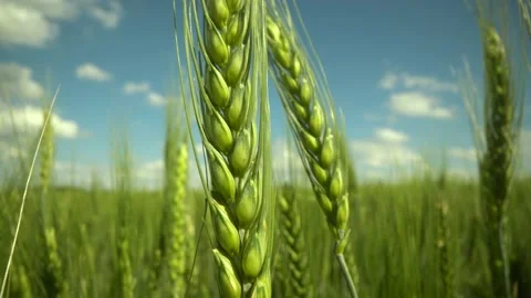 Ears of wheat close up. Growing Wheat field in sunset. Field of green raw wheat Stock Footage 155929464