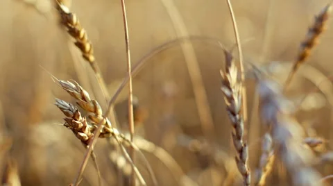 Ears of wheat close up. Harvest and harvesting concept. 4K video of field with Stock Footage 65730448