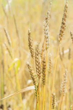 Ears of wheat close-up Stock Photos