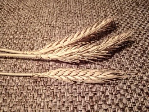 Ears of wheat - close up Stock-Fotos