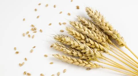 Ears of wheat close-up on a white background. The concept of a bountiful harvest 库存照片