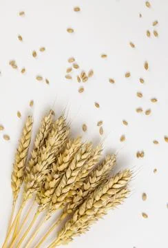 Ears of wheat close-up on a white background. The concept of a bountiful harvest 库存照片