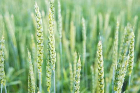 Ears of wheat closeup Stock Photos