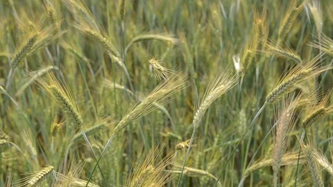 Ears of wheat crop on the field on spring day. Close up of young ripe ears Video stock 120337717
