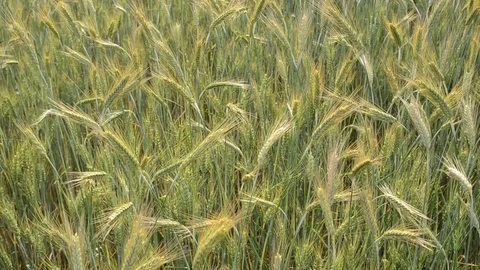 Ears of wheat crop on the field on spring day. Young ripe ears swaying Stock Footage 120338595