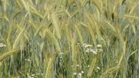 Ears of wheat crop on the field on spring day. Close up of spikelets of rye Stock-Footage 120343033