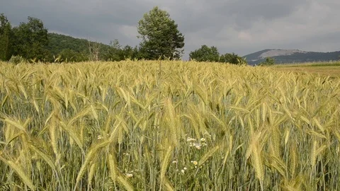 Ears of wheat crop on the field on spring day. Close up of green barley field Stock Footage 120343691