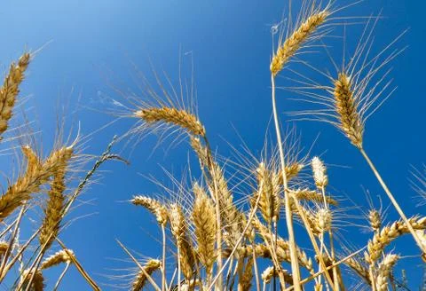 Ears of the wheat crops Stock Photos