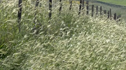 Ears of wheat in cultivated fields Video stock 110904602