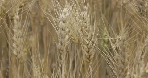 Ears of wheat dance in the wind, 4K close-up Stock Footage 222235268