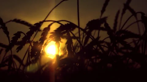 Ears of wheat at dawn 스톡 동영상 25828438