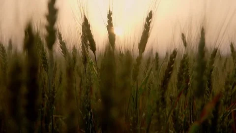 Ears of wheat at dawn Stockbeeldmateriaal 72210435
