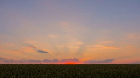Ears of wheat dawn Stock Footage 74127872