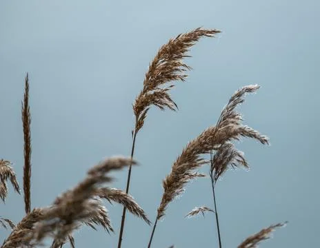 Ears of wheat with dew drops Stock Photos