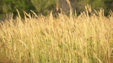 Ears of wheat ears of wheat in a field Stock Footage 67092327