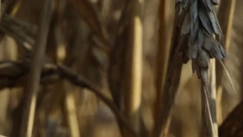 Ears of wheat in a field 2 Stock Footage 74448878
