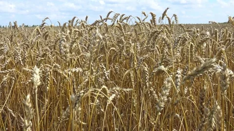 Ears of wheat in a field against the blue sky sway in the wind Stock Footage 329557556
