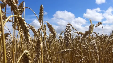 Ears of wheat in a field against the blue sky sway in the wind Stock Footage 329557632