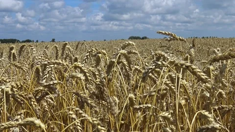 Ears of wheat in a field against the blue sky sway in the wind Stock Footage 329557633