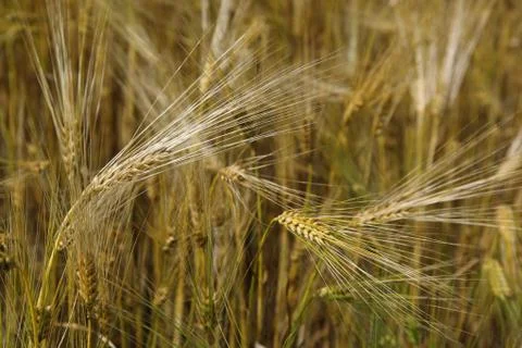 Ears wheat in a field as a background. Foto stock