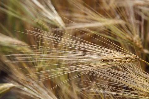 Ears wheat in a field as a background. Foto stock