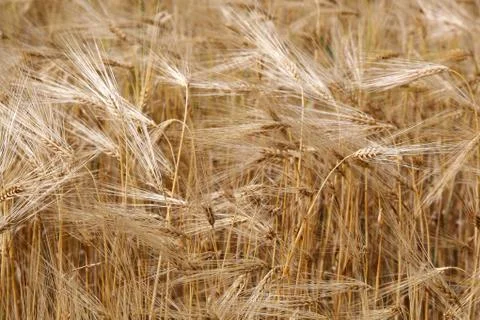 Ears wheat in a field as a background. Stock Photos