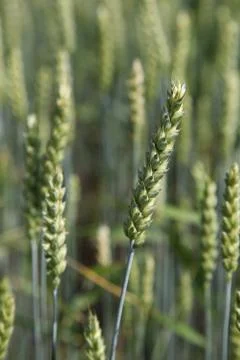 Ears wheat in a field as a background. Stock Photos