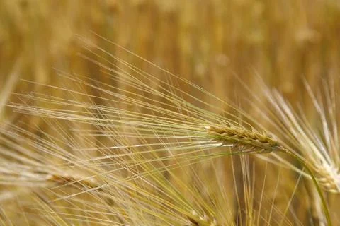 Ears wheat in a field as a background. Stock Photos