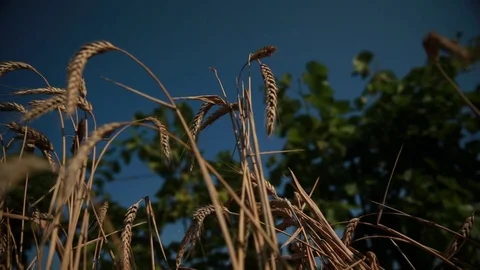 Ears of wheat field on the background of the vineyards and the bright blue sky Stock Footage 74451082