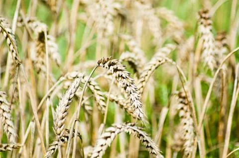 Ears of wheat in a field close-up. Stock Photos